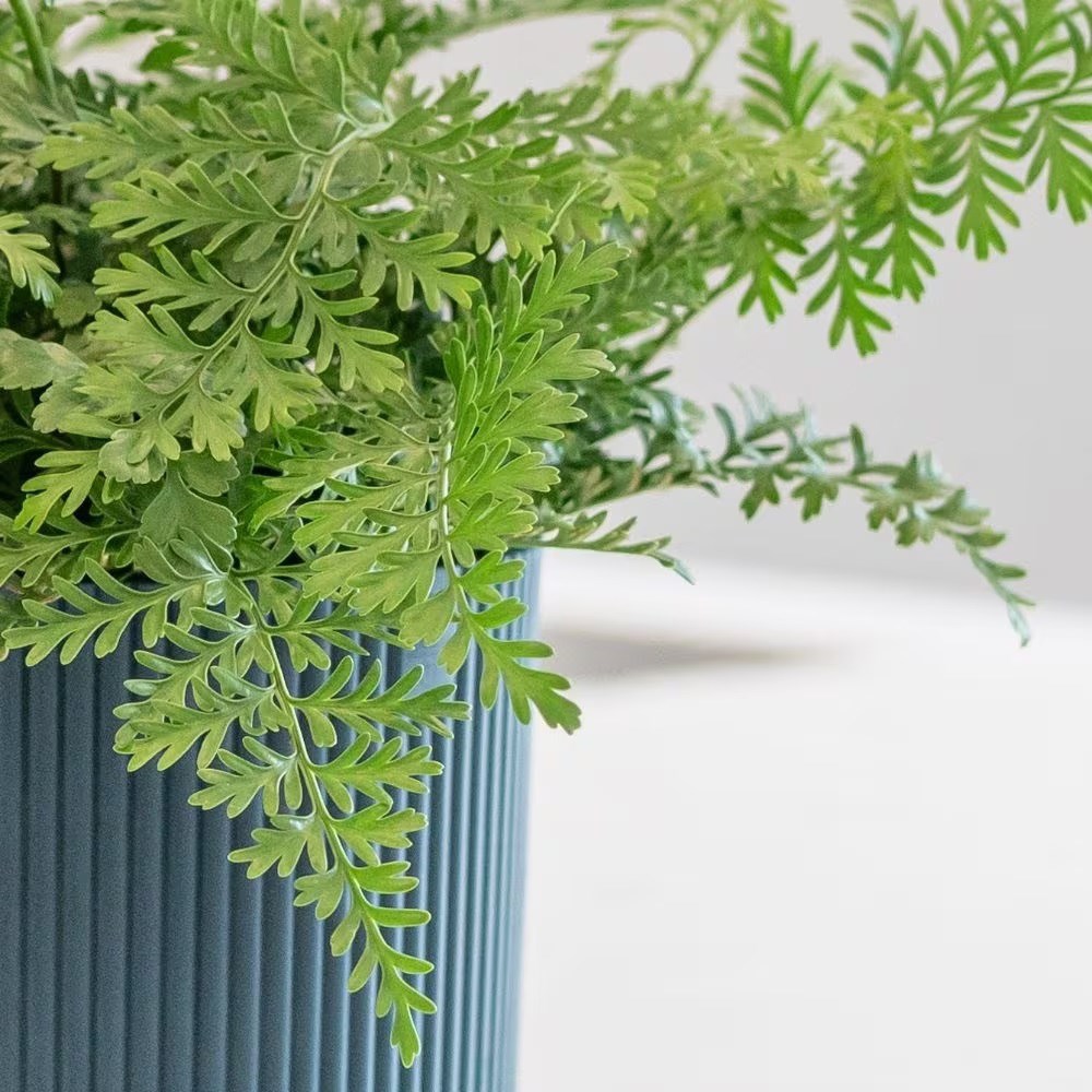 <i>Asplenium</i> 'Parvati'