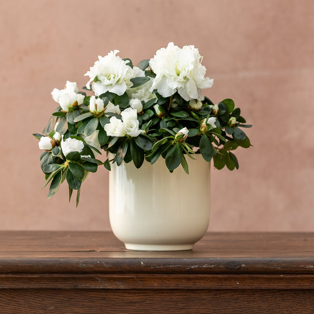 Azalea flandresse White | Houseplant
