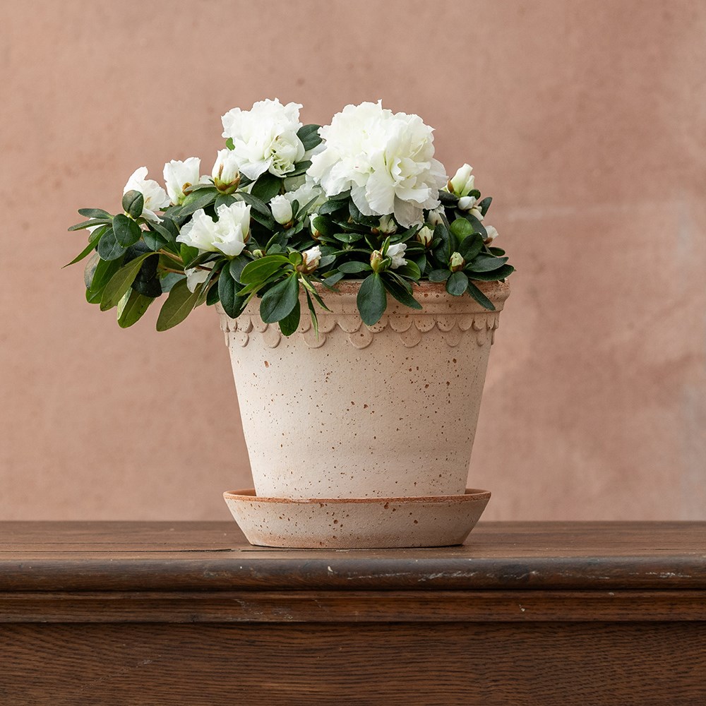 Azalea flandresse White | Houseplant