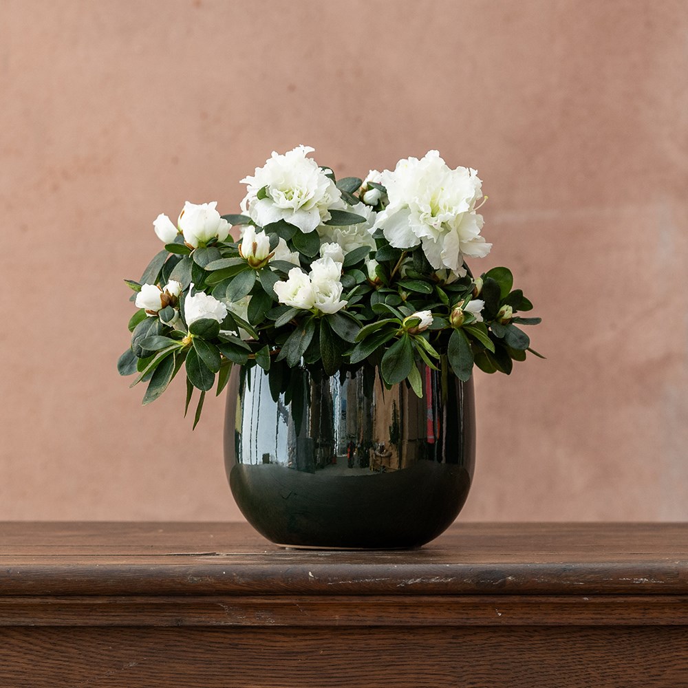 Azalea flandresse White | Houseplant