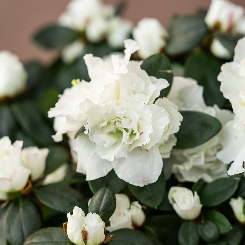 Azalea flandresse White | Houseplant