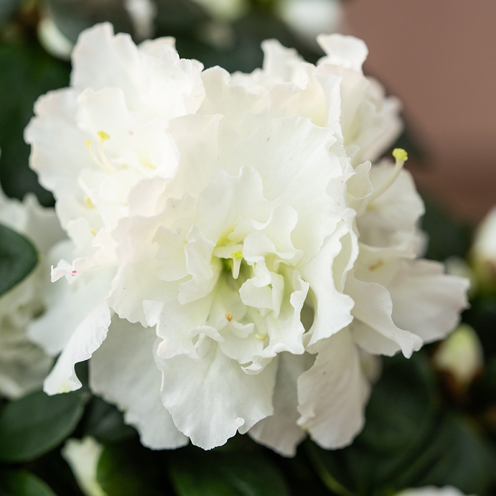 Azalea flandresse White | Houseplant