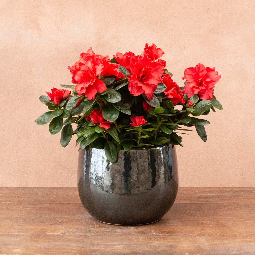 Azalea flandresse Red | Houseplant