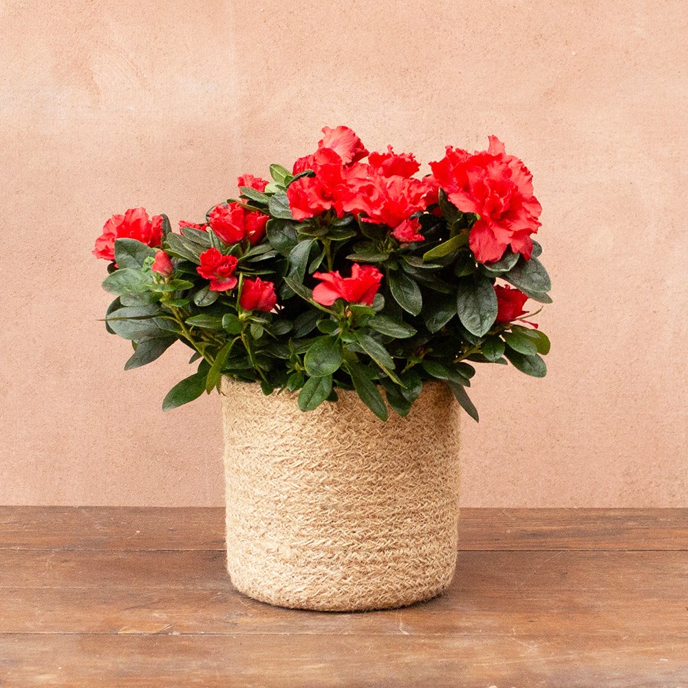 Azalea flandresse Red | Houseplant