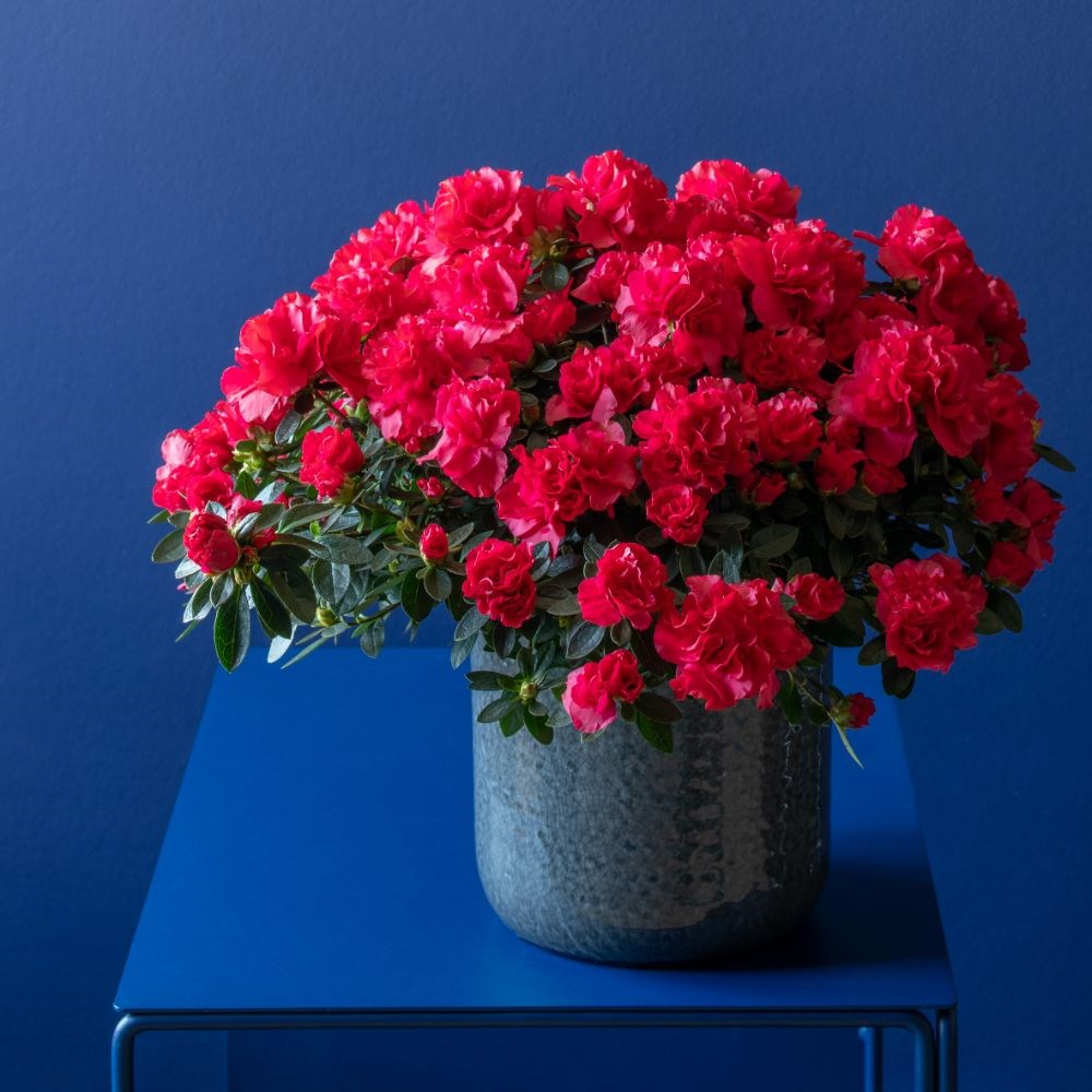 Azalea flandresse Red | Houseplant