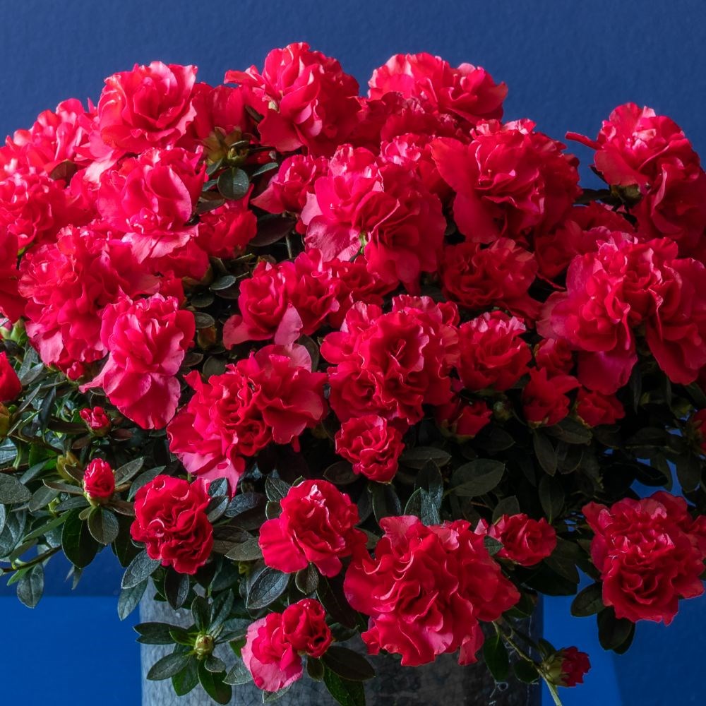 Azalea flandresse Red | Houseplant