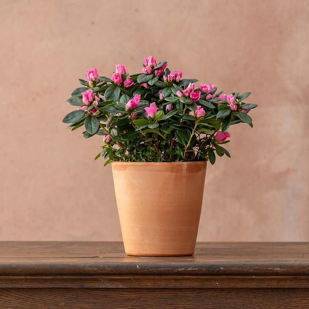 Azalea flandresse Pink | Houseplant