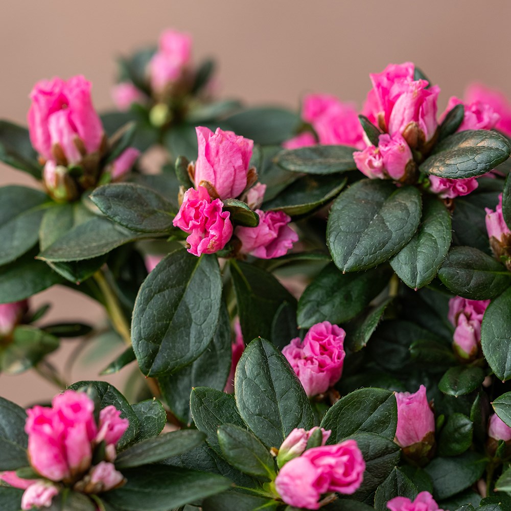 Azalea flandresse Pink | Houseplant