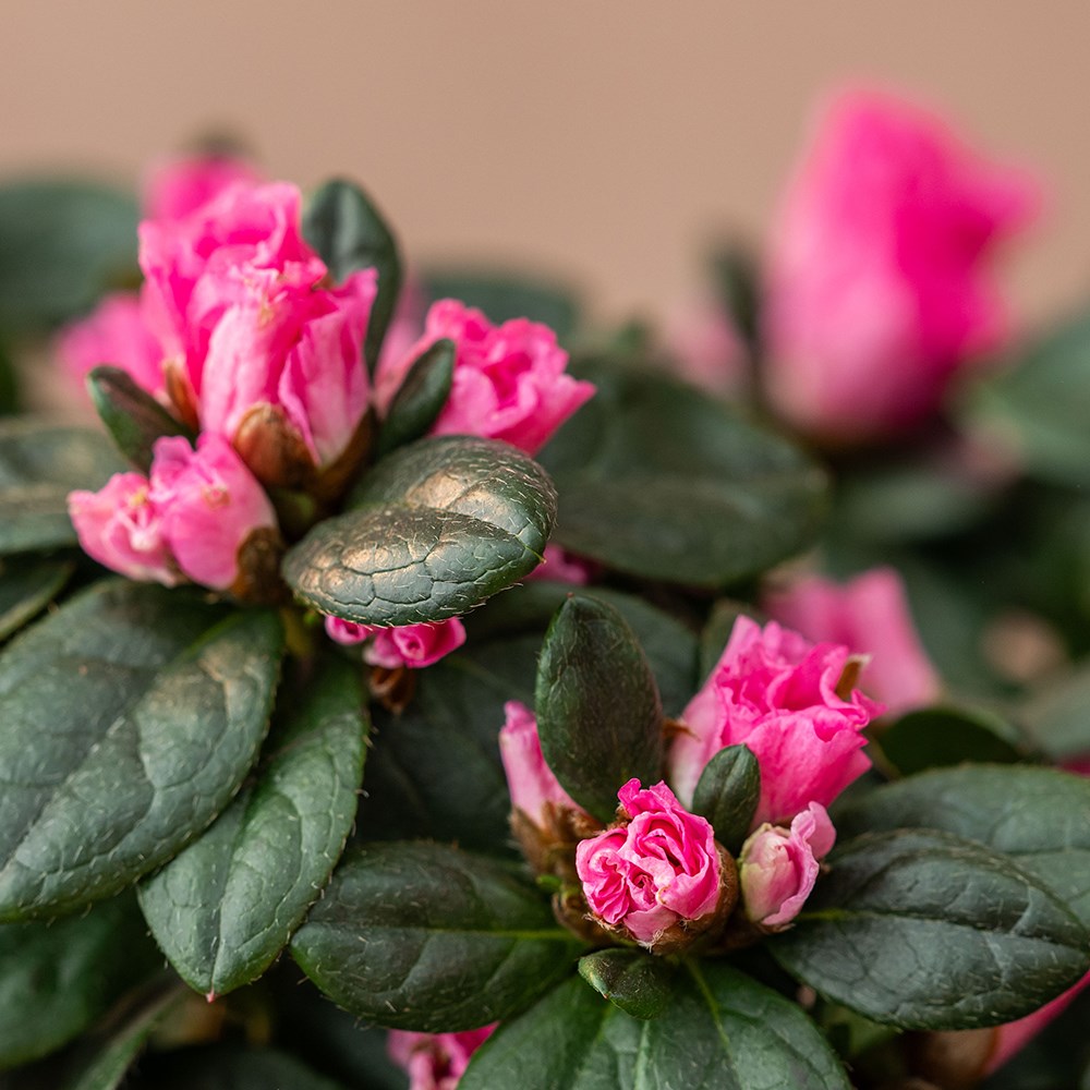 Azalea flandresse Pink | Houseplant