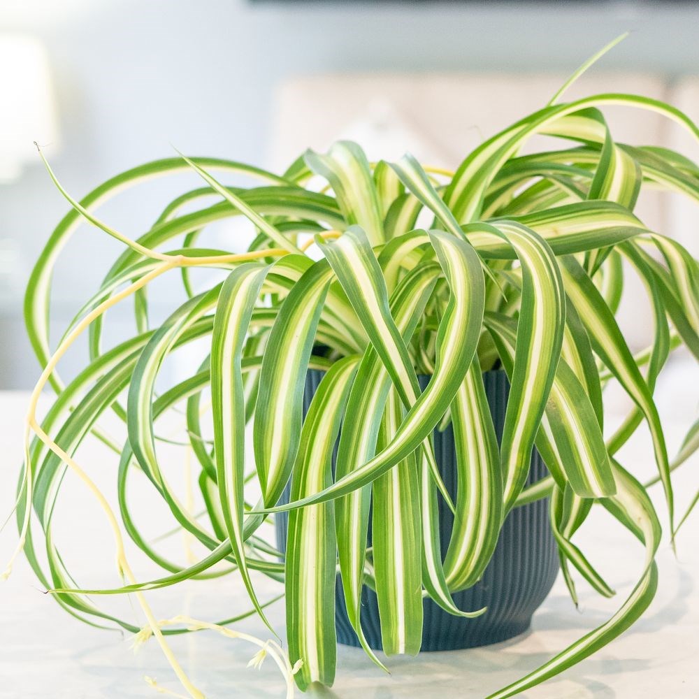 <i>Chlorophytum comosum</i> 'Bonnie' (PBR)
