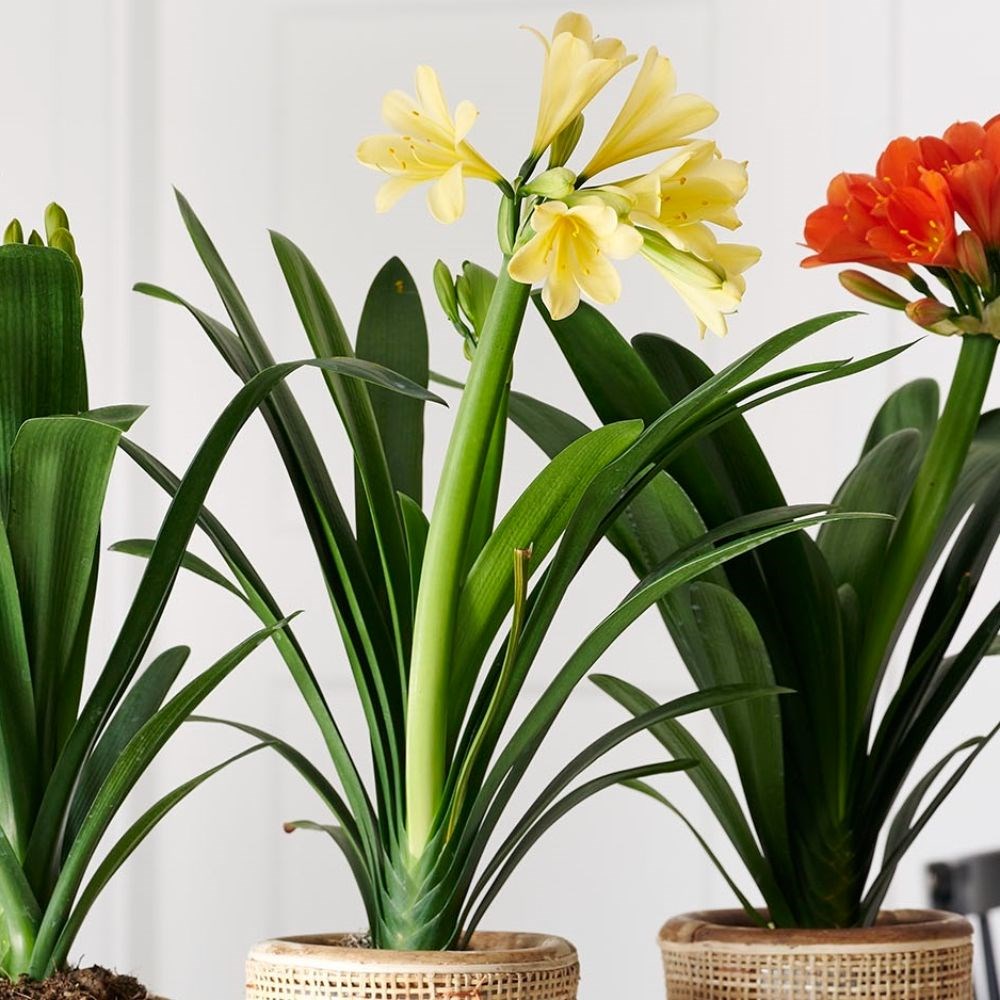 <i>Clivia miniata</i> var. </i>citrina