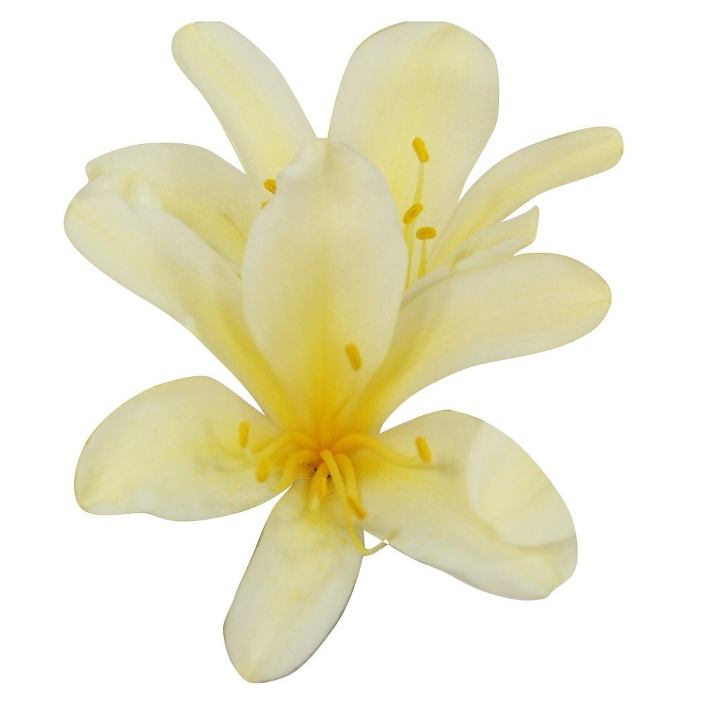 <i>Clivia miniata</i> var. </i>citrina
