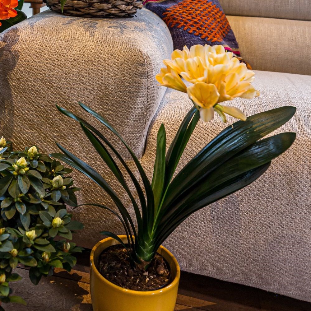 <i>Clivia miniata</i> var. </i>citrina