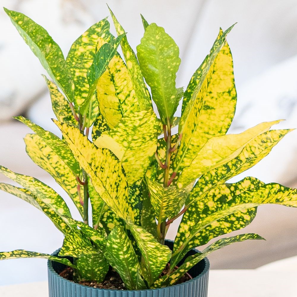 <i>Codiaeum variegatum</i> var. <i>pictum</i> 'Gold Sun'