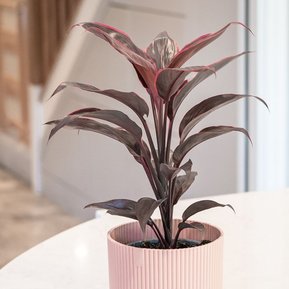 <i>Cordyline fruticosa</i> 'Mambo'