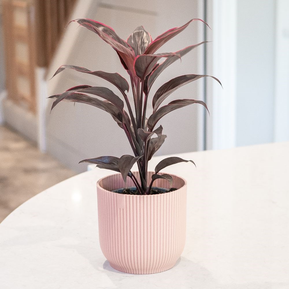 <i>Cordyline fruticosa</i> 'Mambo'
