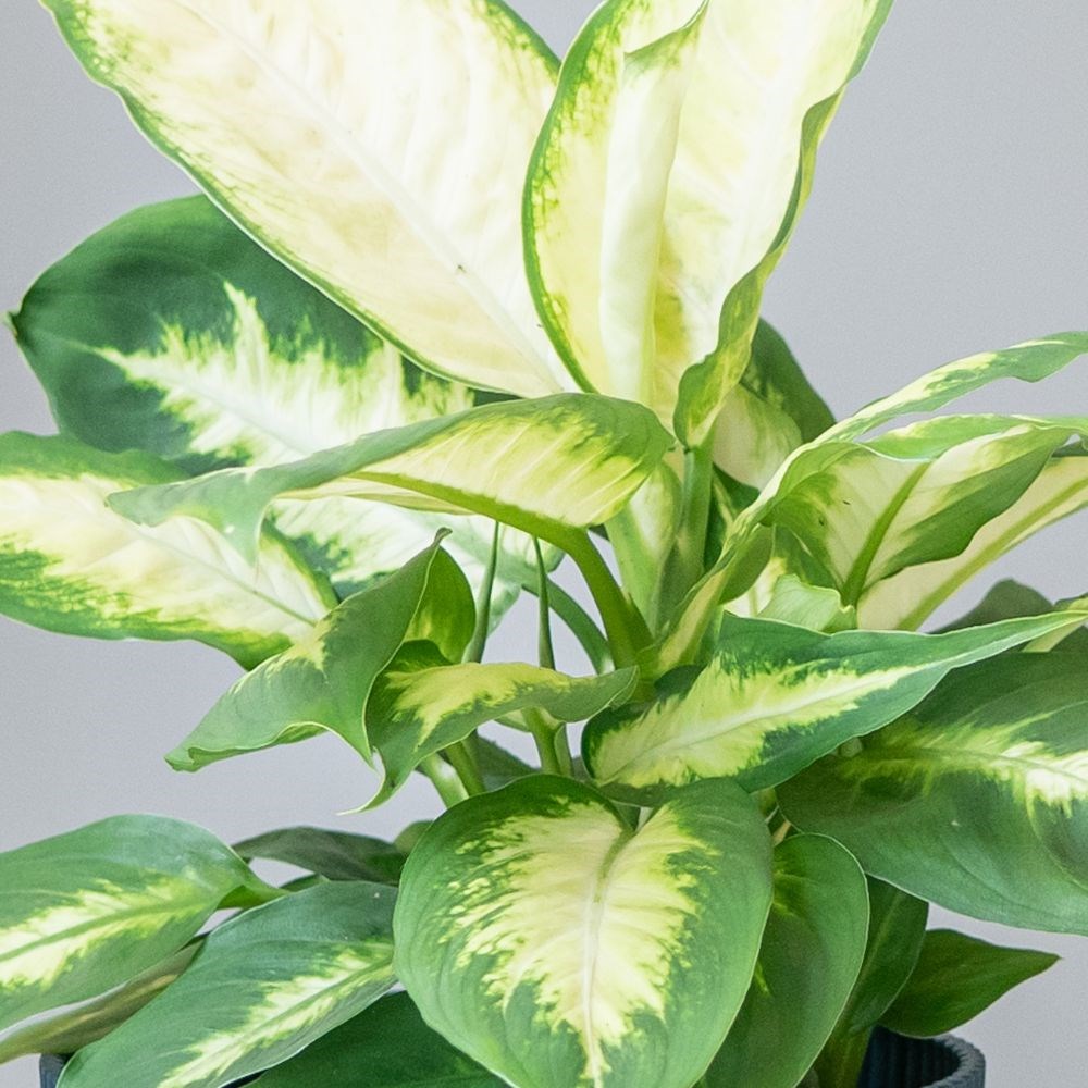 <i>Dieffenbachia</i> 'Compacta'