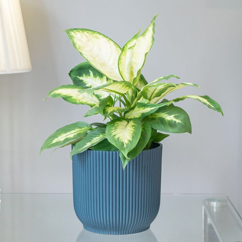 <i>Dieffenbachia</i> 'Compacta'