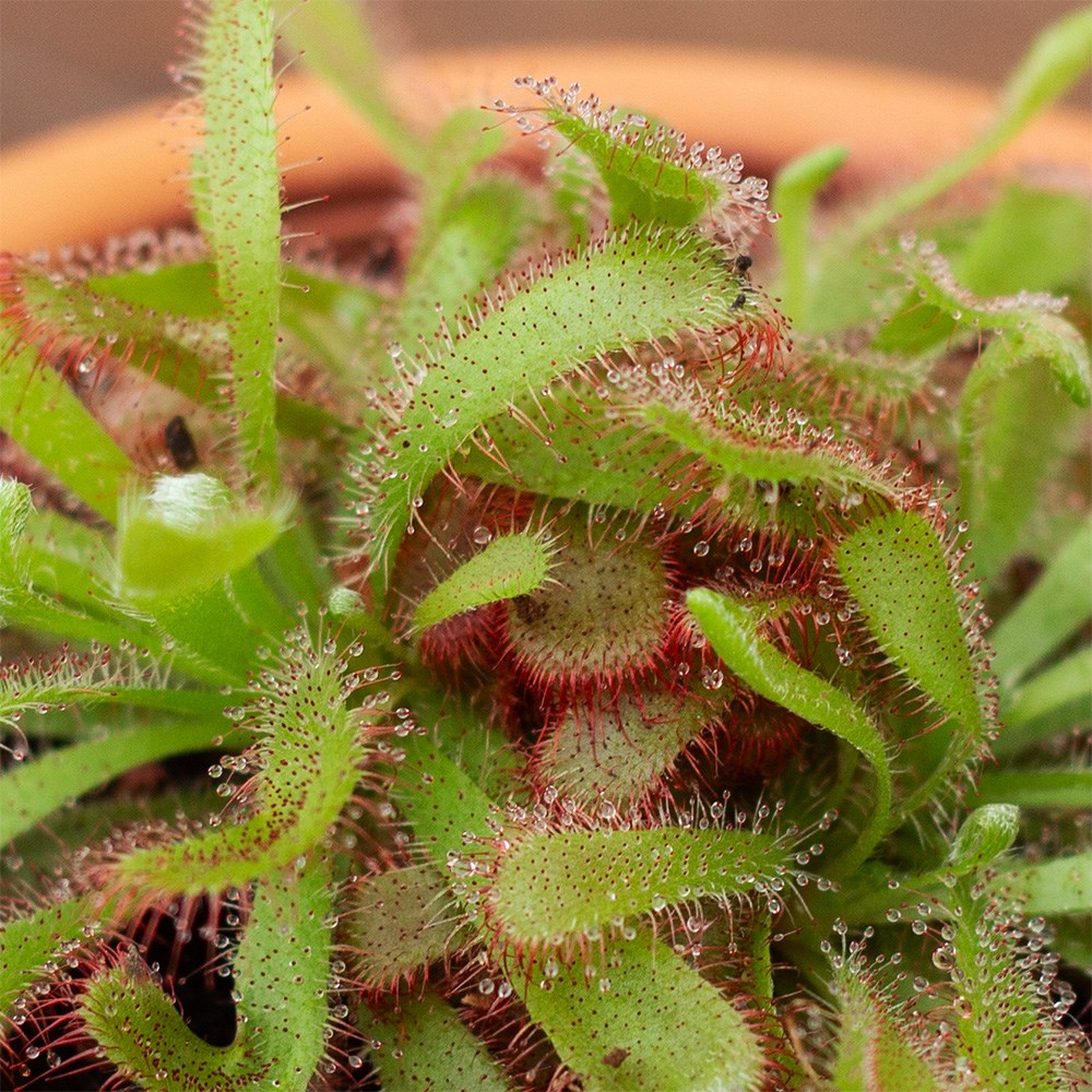 <i>Drosera aliciae</i> 