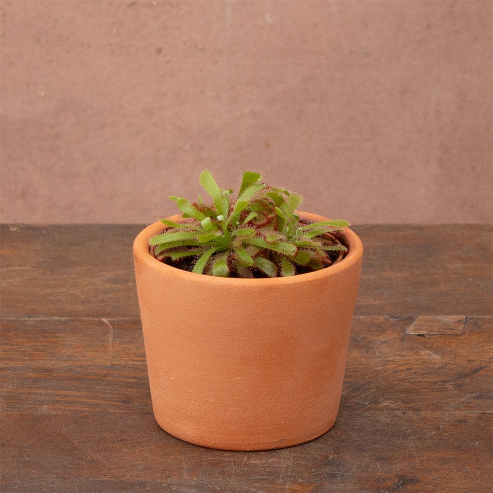 <i>Drosera aliciae</i> 