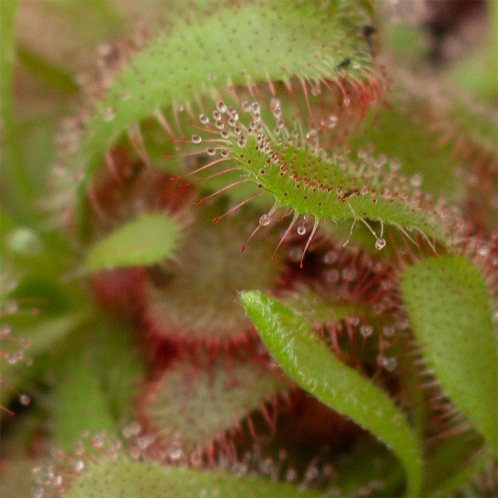 <i>Drosera aliciae</i> 