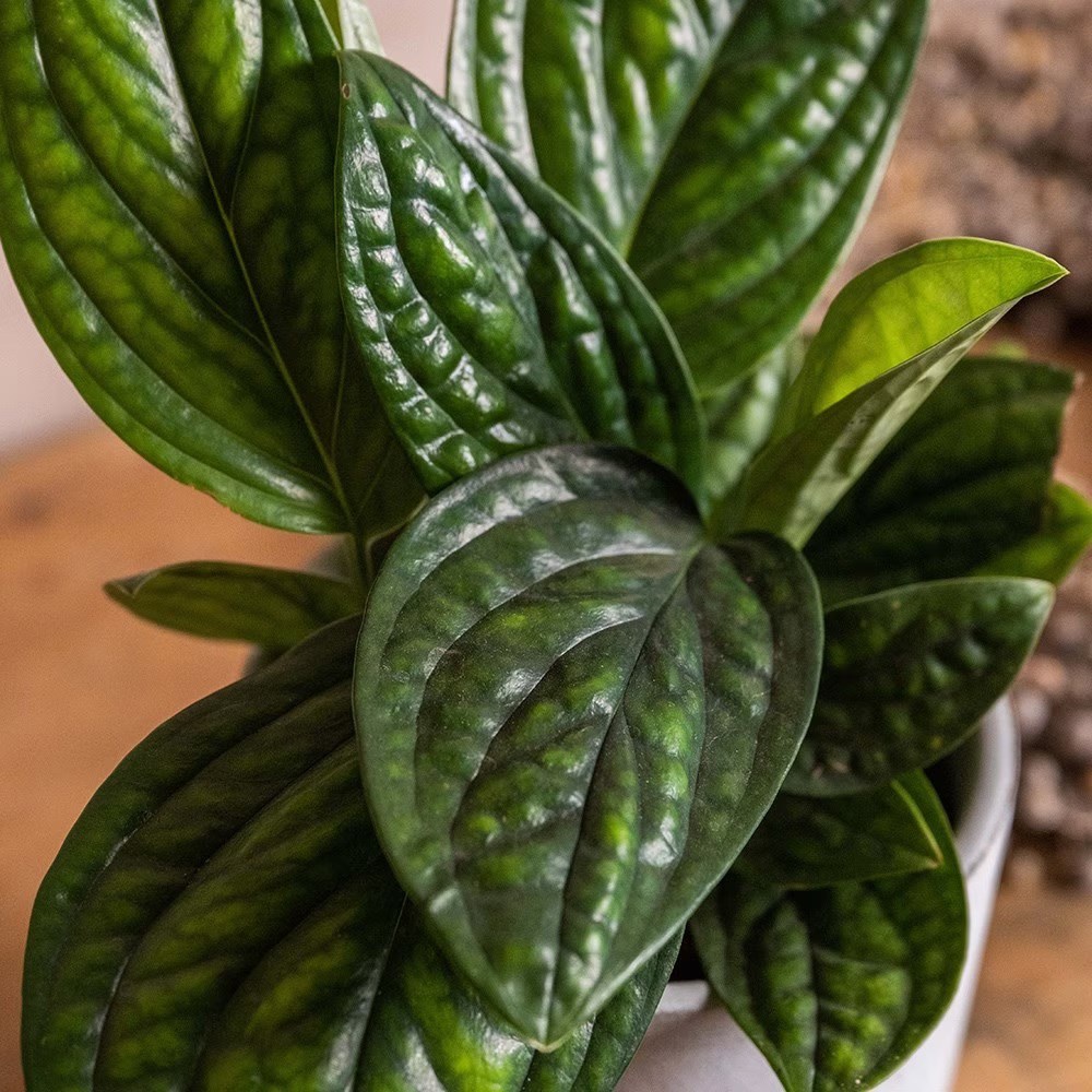 wie gro wird ein drachenbaum Drachenbaum kaufen - Dracaena Marginata Zimmerpflanze :21 H:120 cm