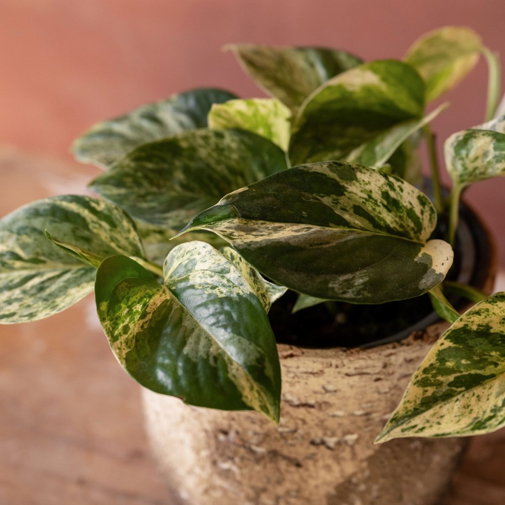 <i>Epipremnum pinnatum</i> 'Marble Queen'