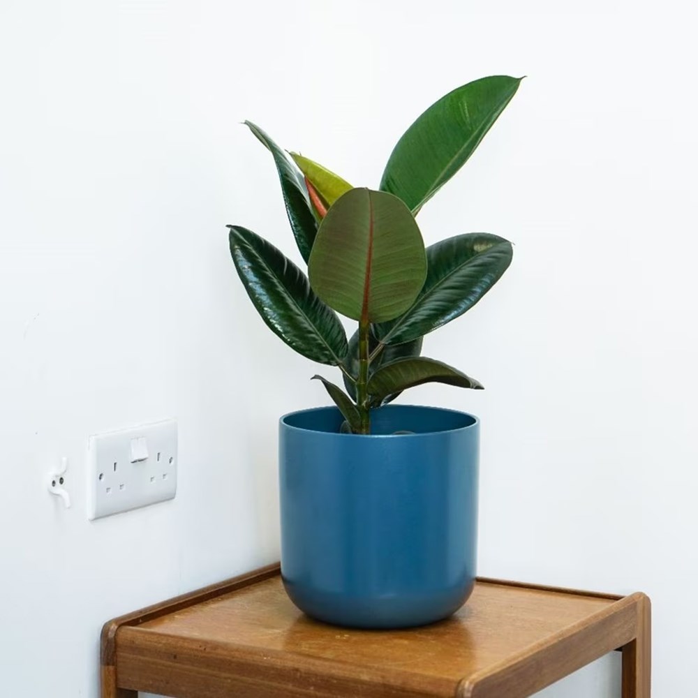 <i>Ficus elastica</i> 'Robusta'