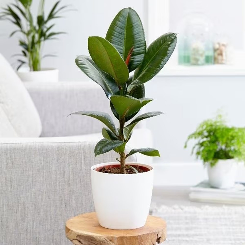 <i>Ficus elastica</i> 'Robusta'