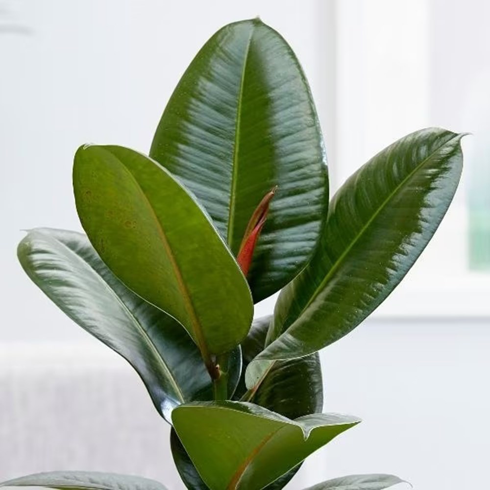 <i>Ficus elastica</i> 'Robusta'