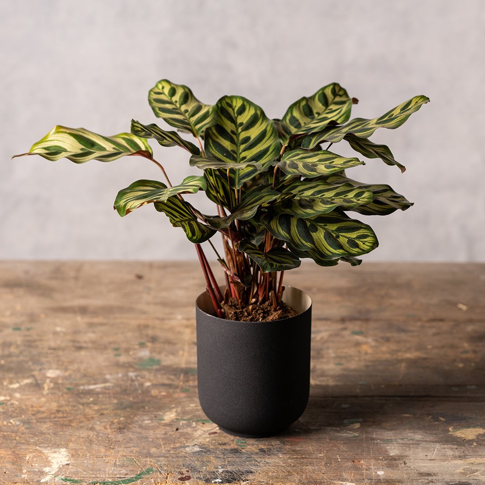 Buy calathea / peacock plant Goeppertia makoyana: 17.99 Delivery by Crocus