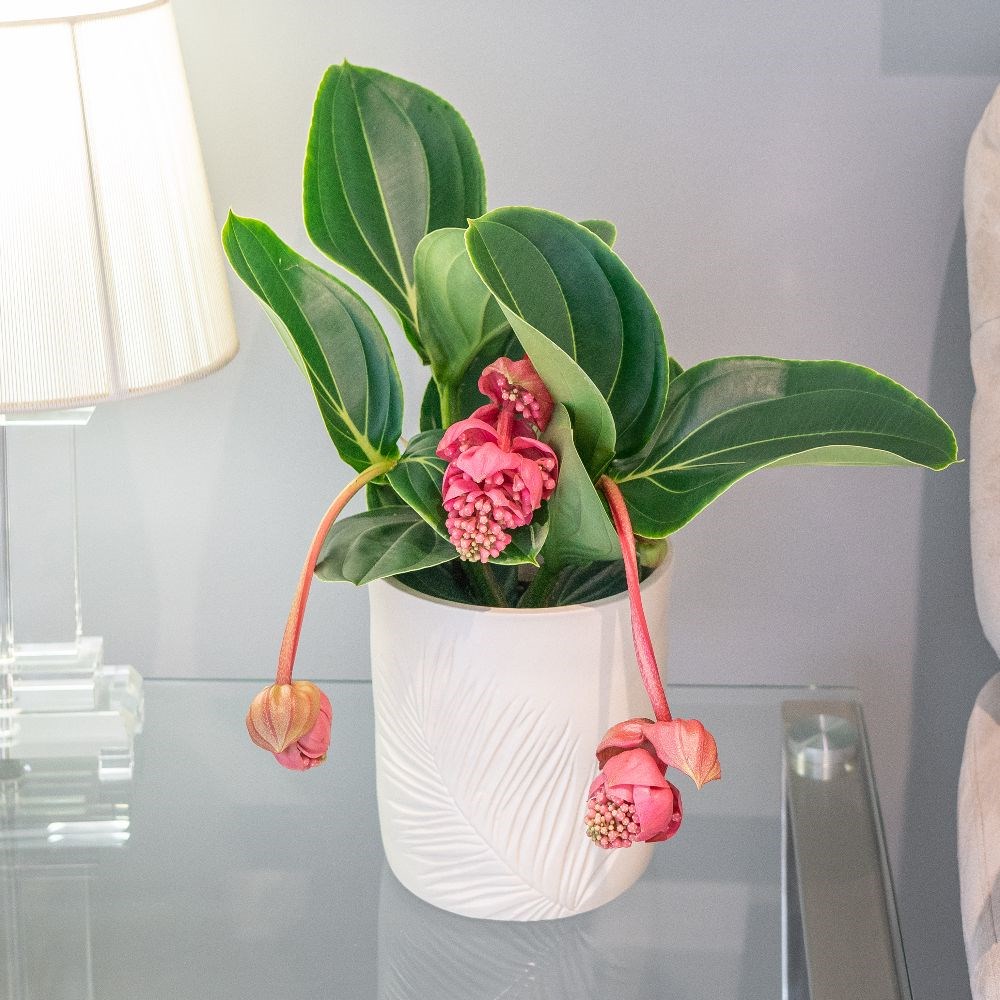 Medinilla magnifica Lambada | Houseplant