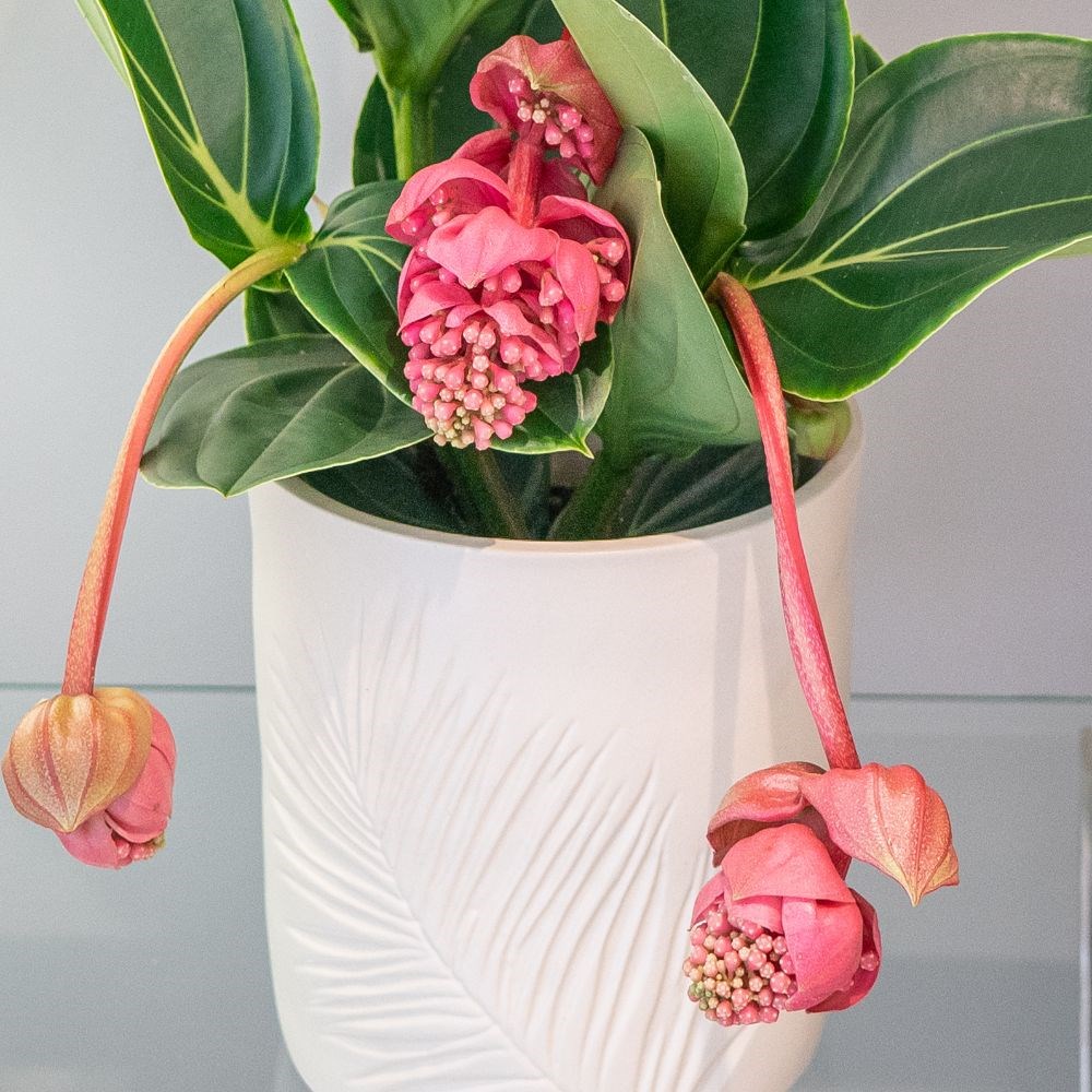 Medinilla magnifica Lambada | Houseplant