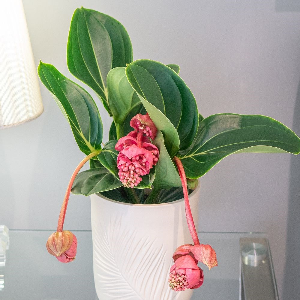 Medinilla magnifica Lambada | Houseplant