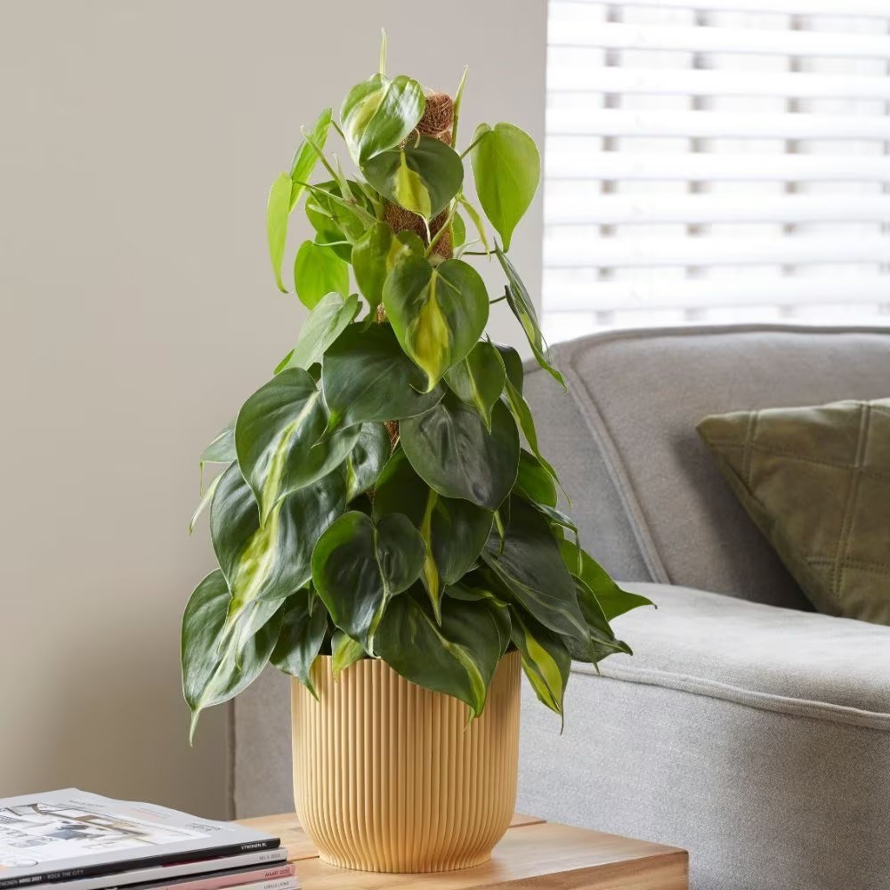 <i>Philodendron scandens</i> 'Brasil'
