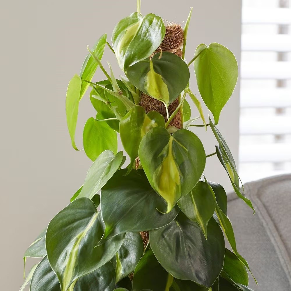 <i>Philodendron scandens</i> 'Brasil'