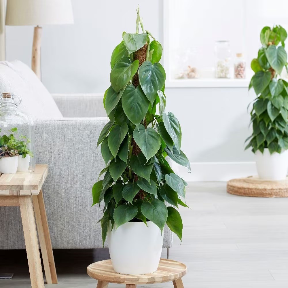 <i>Philodendron scandens</i> 