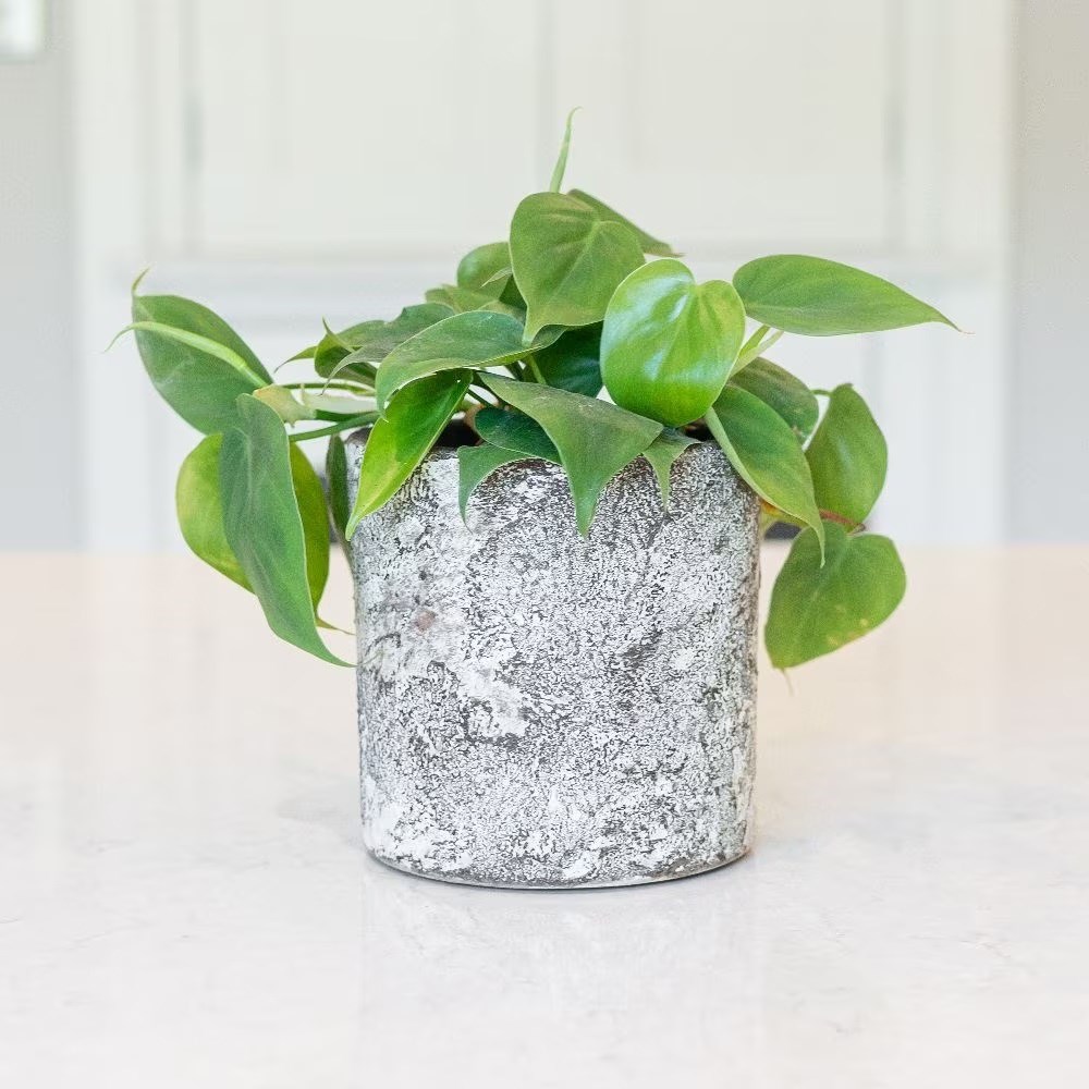 <i>Philodendron scandens</i> 
