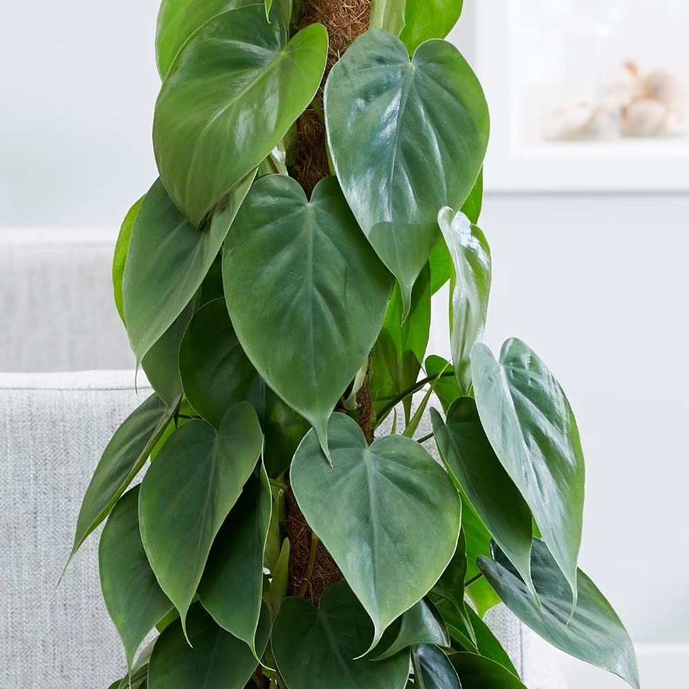 <i>Philodendron scandens</i> 
