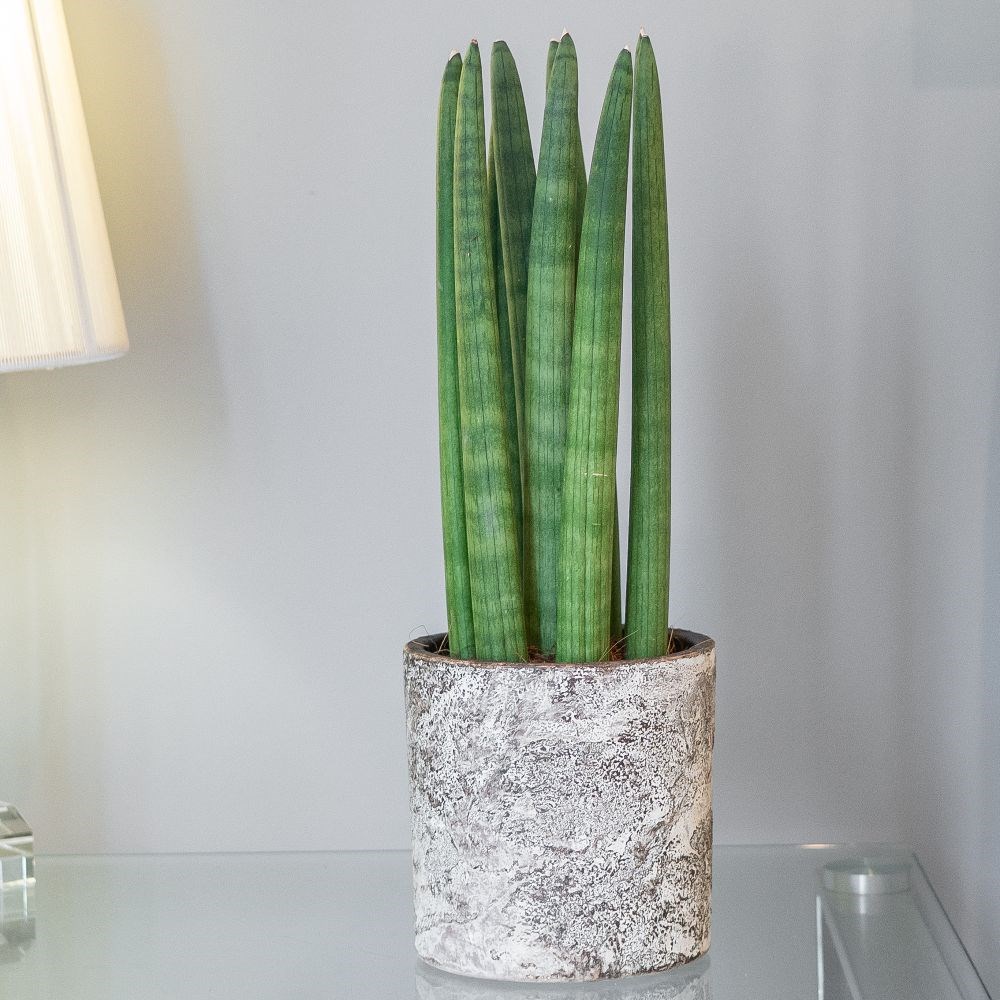 <i>Sansevieria cylindrica</i> 'Straight'