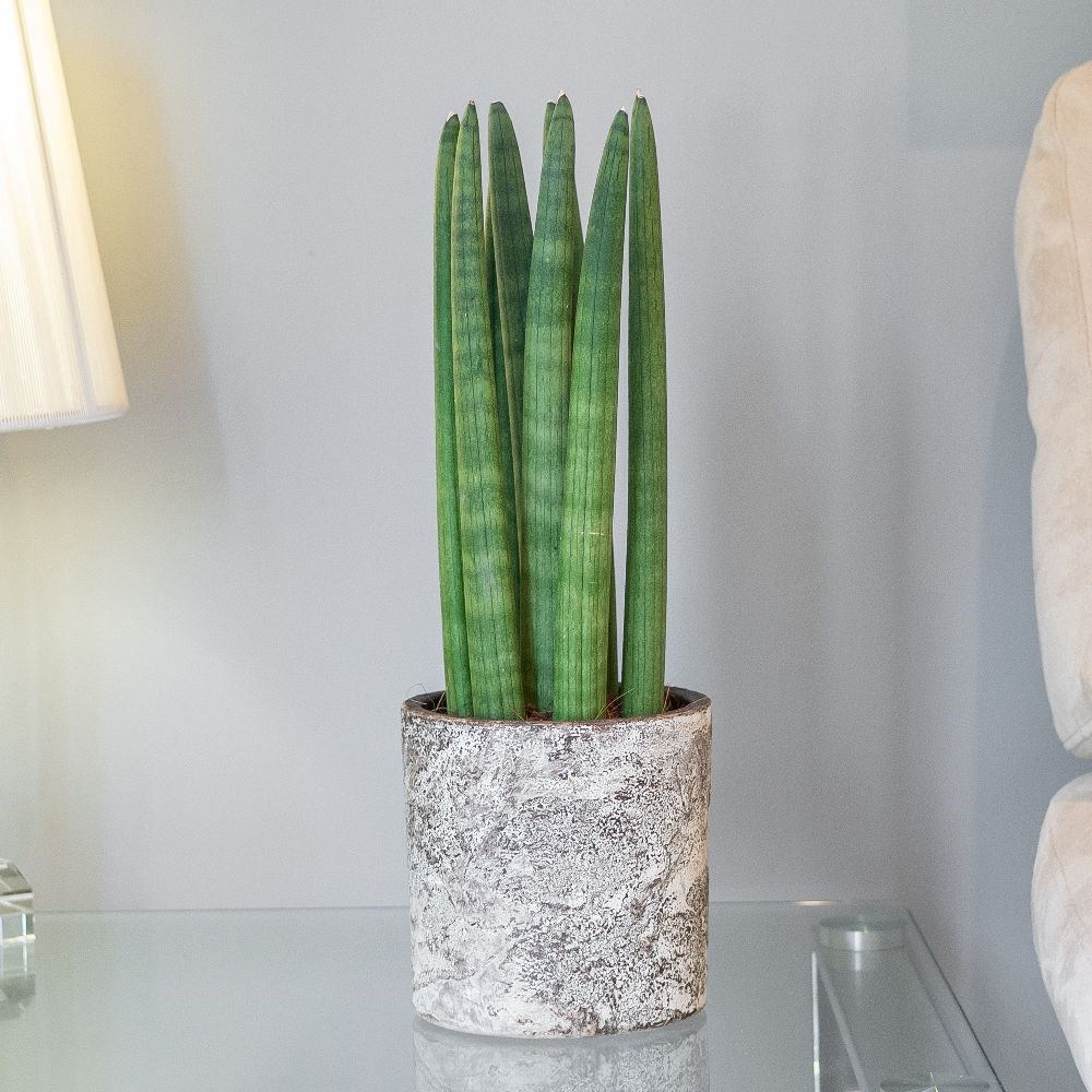 <i>Sansevieria cylindrica</i> 'Straight'