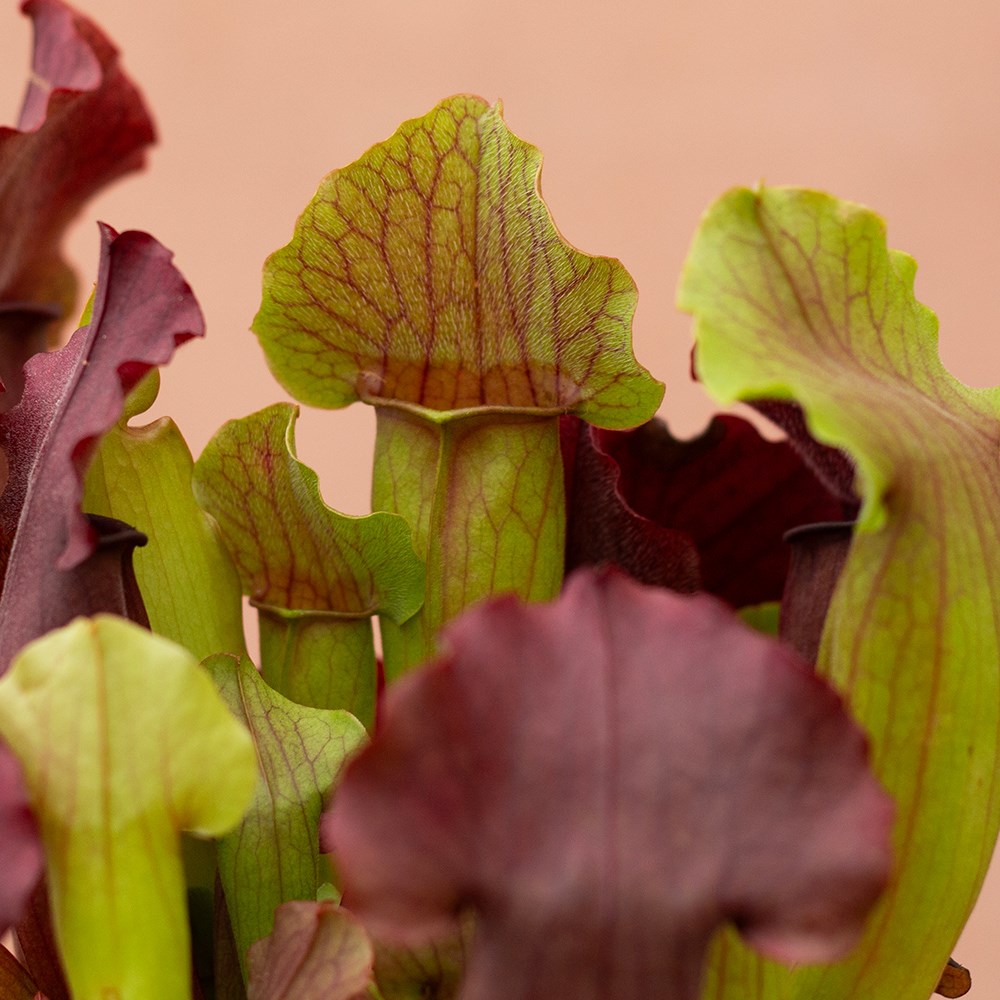 <i>Sarracenia</i> 'Maroon'