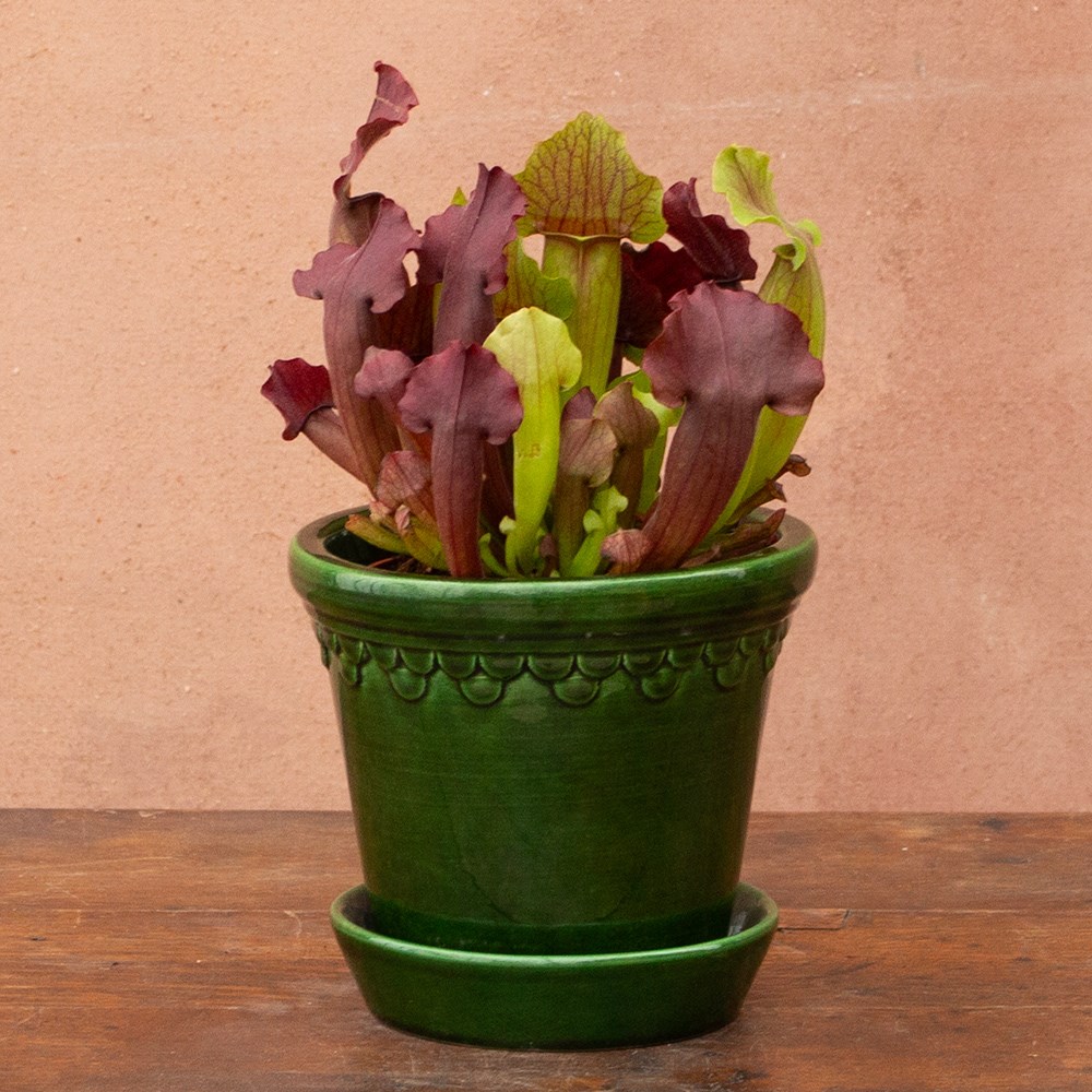 <i>Sarracenia</i> 'Maroon'