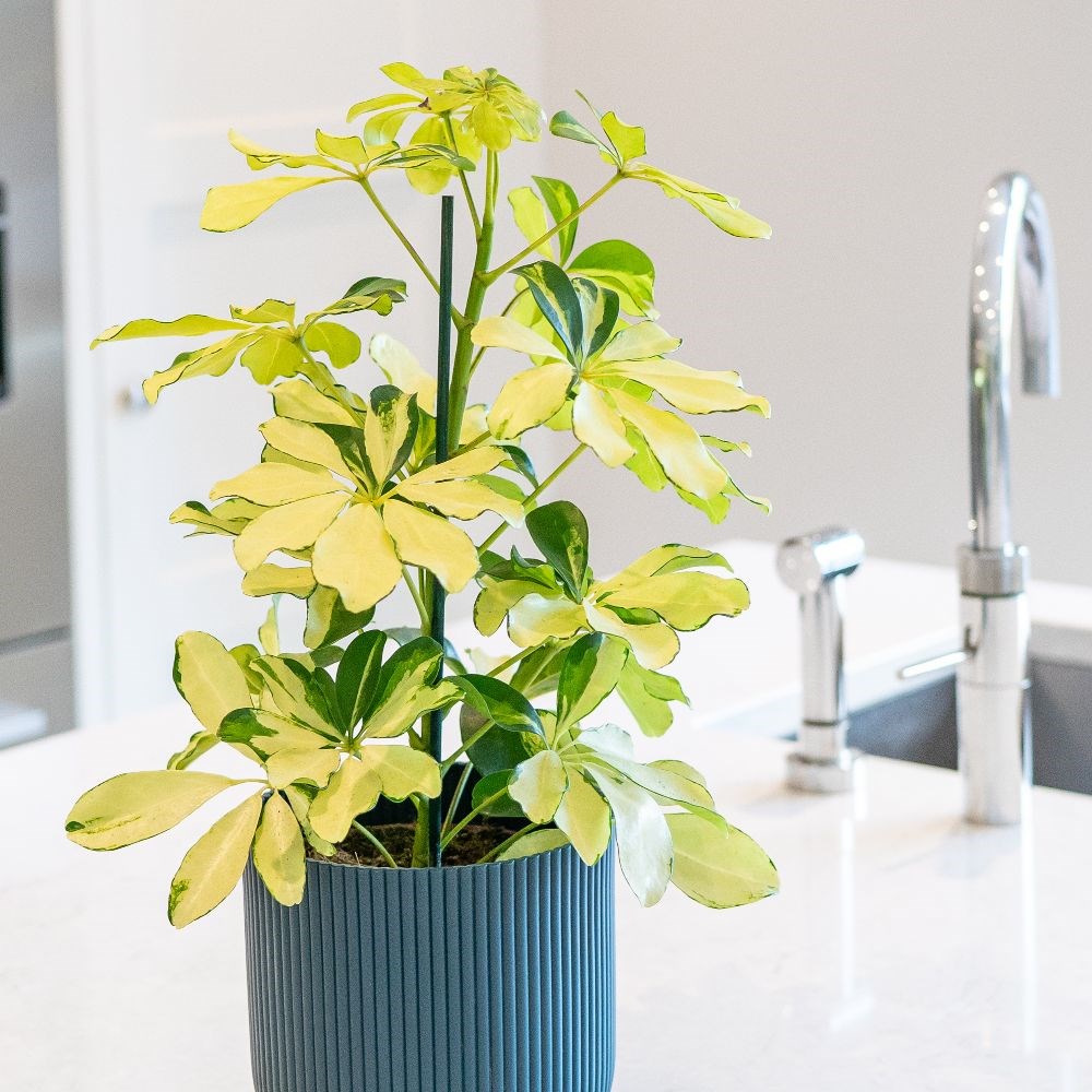 <i>Schefflera arboricola</i> 'Melanie'