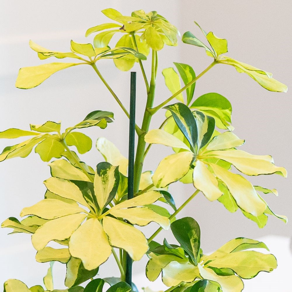 <i>Schefflera arboricola</i> 'Melanie'