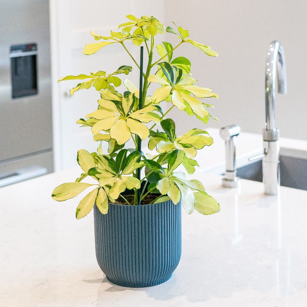 <i>Schefflera arboricola</i> 'Melanie'