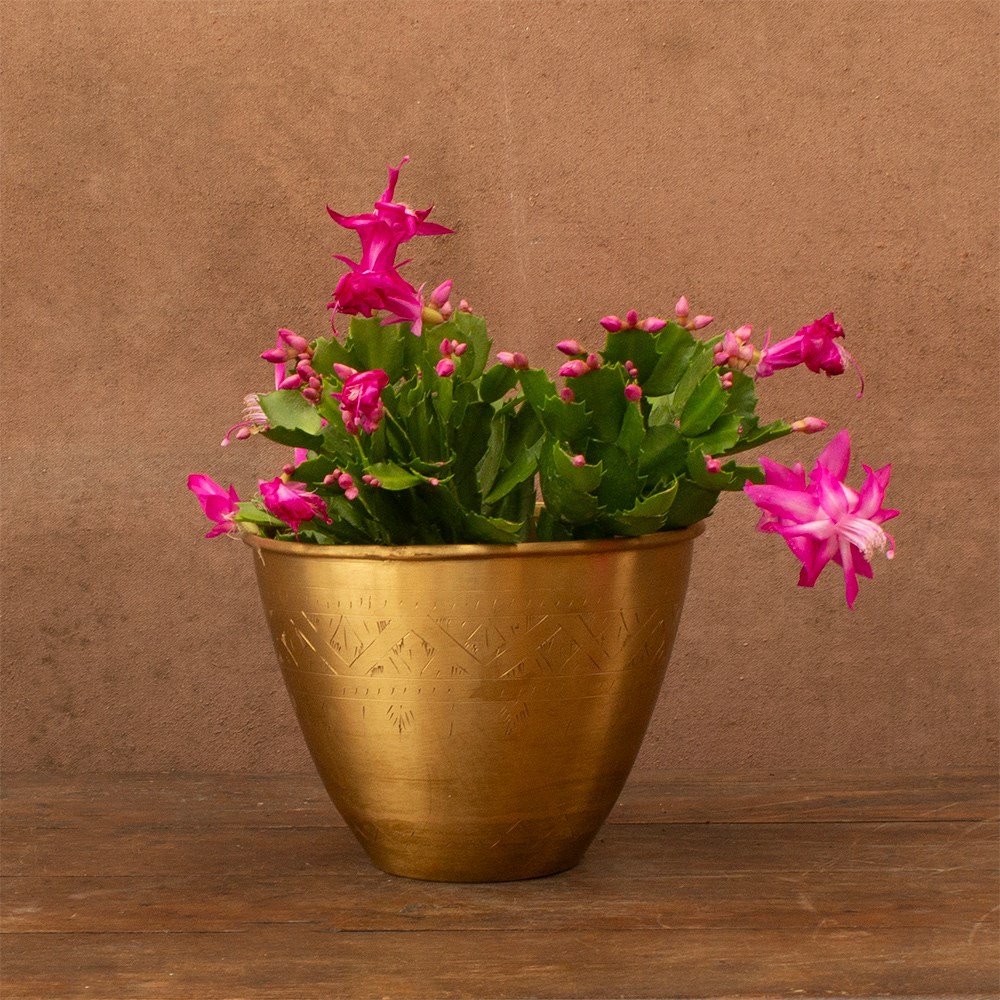 Schlumbergera pink/purple-flowered | Houseplant