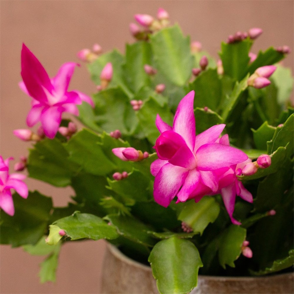 Schlumbergera pink/purple-flowered | Houseplant