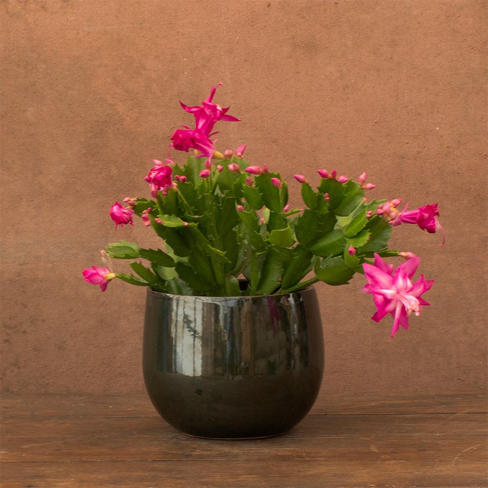 Schlumbergera pink/purple-flowered | Houseplant