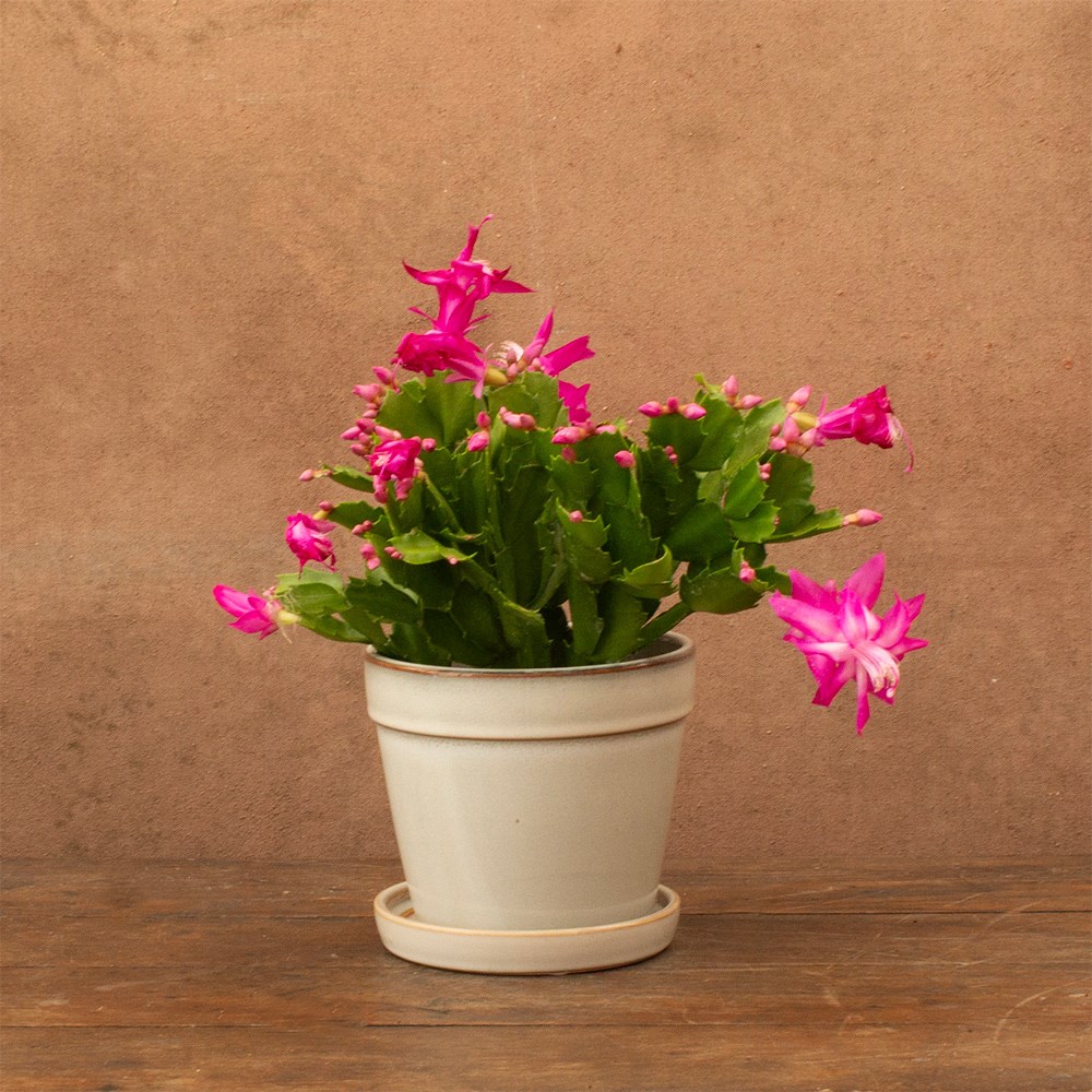 Schlumbergera pink/purple-flowered | Houseplant